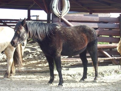 Photo de Quarter horse