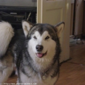 Photo de Malamute de l'alaska