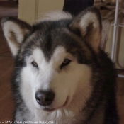 Photo de Malamute de l'alaska