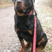 Photo de Rottweiler