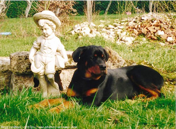 Photo de Rottweiler