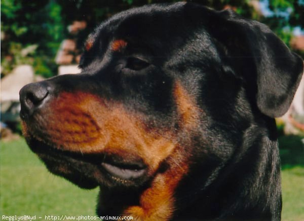 Photo de Rottweiler