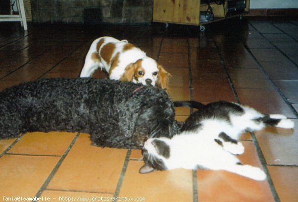 Photo de Cavalier king charles spaniel