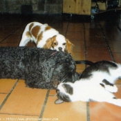 Photo de Cavalier king charles spaniel