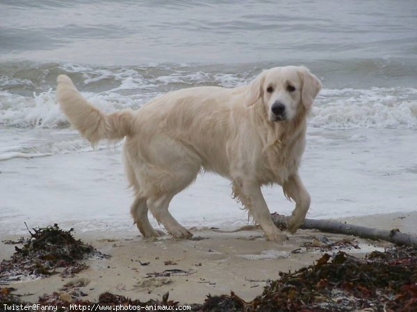 Photo de Golden retriever