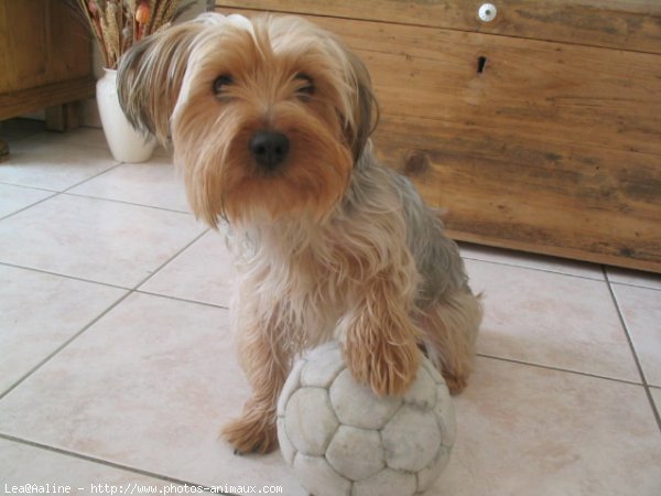 Photo de Yorkshire terrier