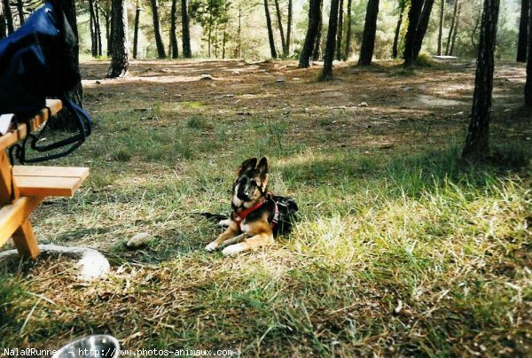 Photo de Berger allemand  poil court