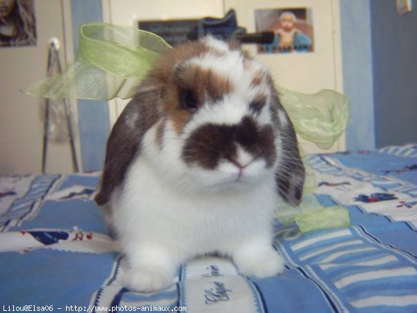 Photo de Lapin