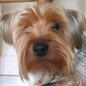 Photo de Yorkshire terrier