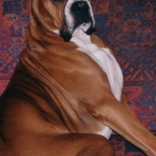 Photo de Boxer