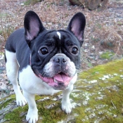 Photo de Bouledogue franais