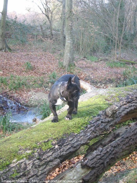 Photo de Bouledogue franais