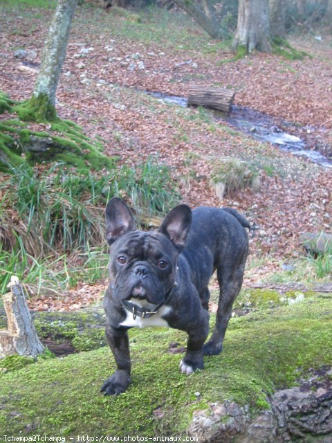 Photo de Bouledogue franais