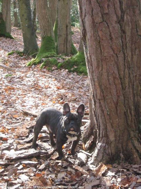 Photo de Bouledogue franais