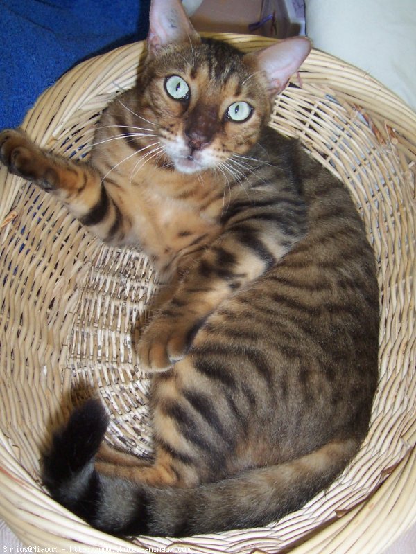 Photo de Bengal