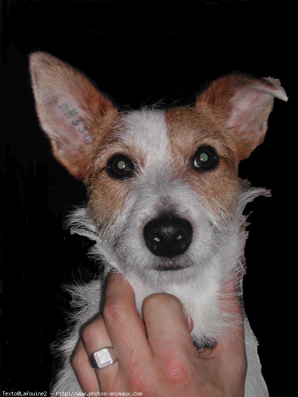 Photo de Jack russell terrier