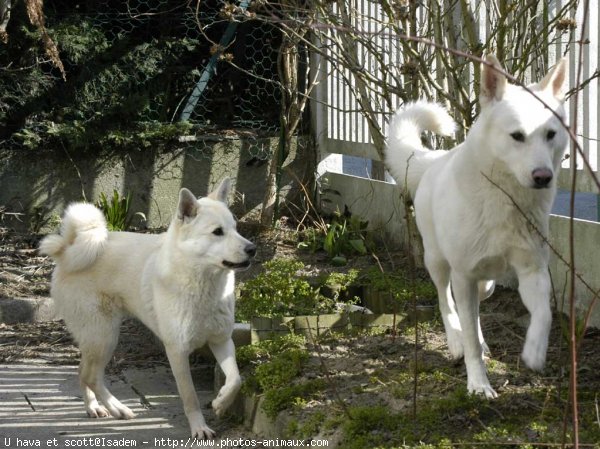 Photo de Chien de canaan