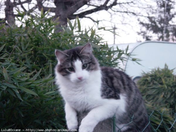 Photo de Chat domestique