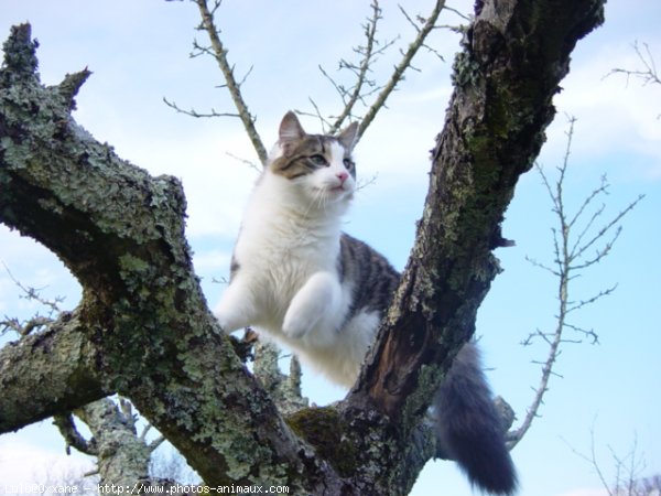 Photo de Chat domestique