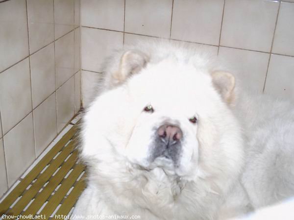 Photo de Chow chow