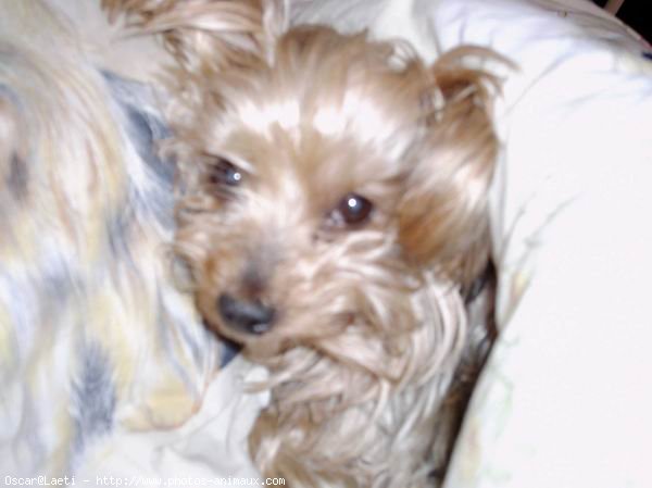 Photo de Yorkshire terrier