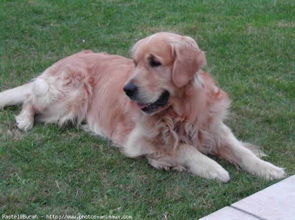 Photo de Golden retriever