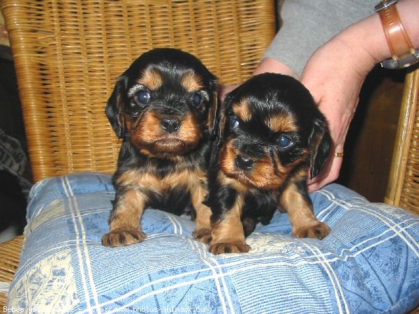 Photo de Cavalier king charles spaniel