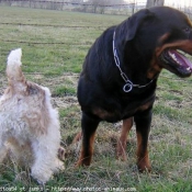 Photo de Rottweiler