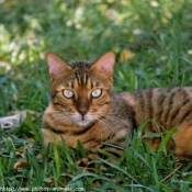 Photo de Bengal