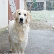 Photo de Golden retriever