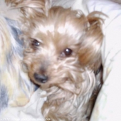 Photo de Yorkshire terrier