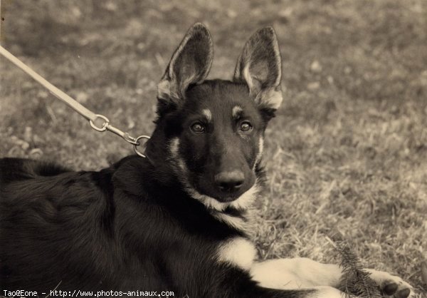 Photo de Berger allemand  poil court