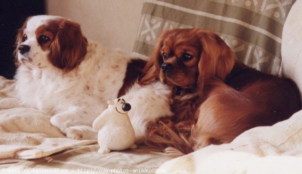 Photo de Cavalier king charles spaniel