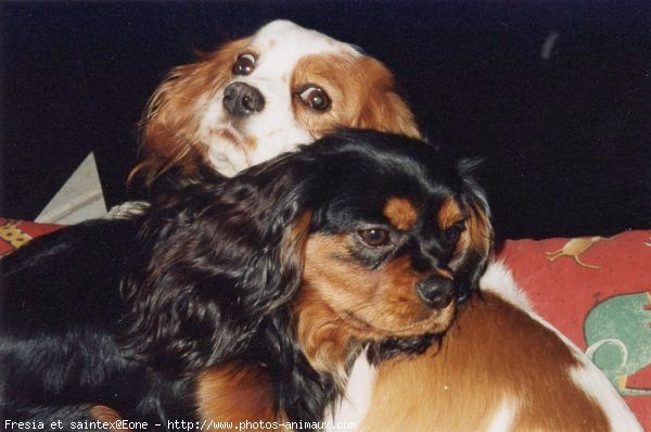 Photo de Cavalier king charles spaniel