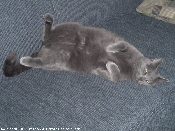 Photo de Chartreux