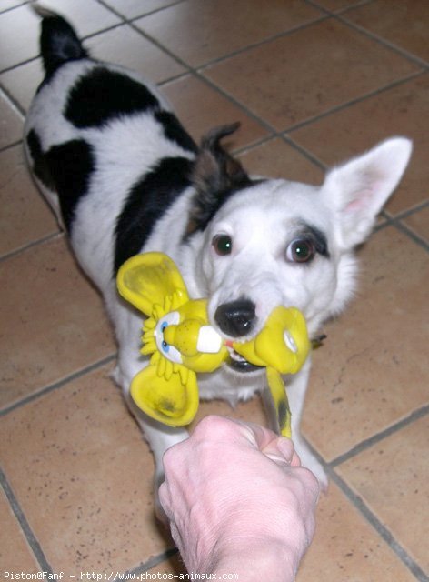 Photo de Jack russell terrier