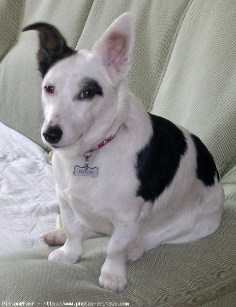 Photo de Jack russell terrier