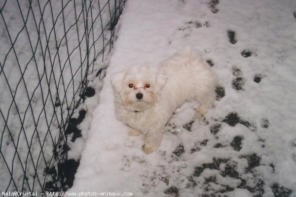 Photo de Bichon maltais