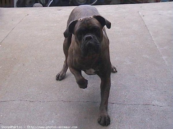 Photo de Boxer