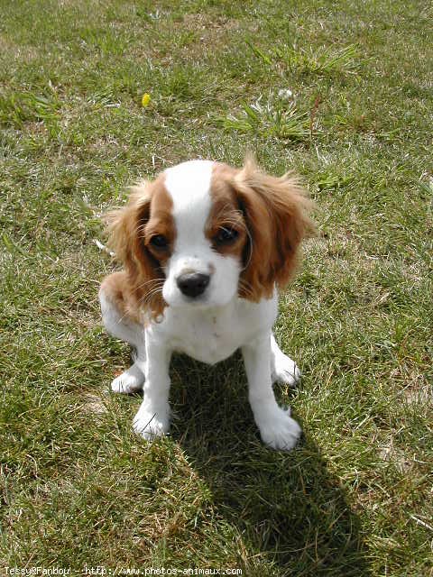 Photo de Cavalier king charles spaniel