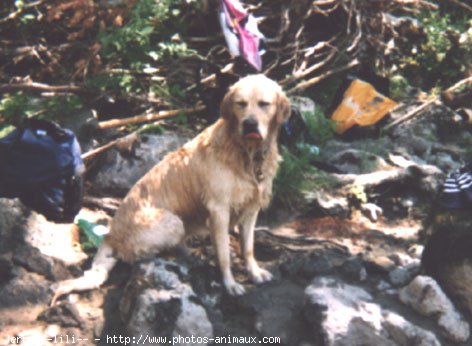 Photo de Golden retriever