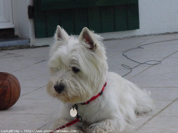 Photo de West highland white terrier