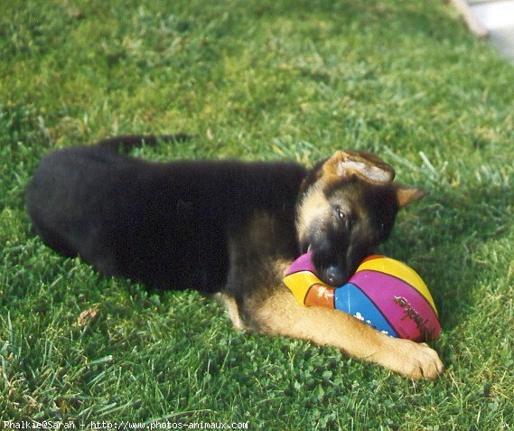 Photo de Berger allemand  poil court