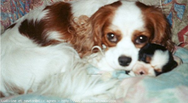 Photo de Cavalier king charles spaniel