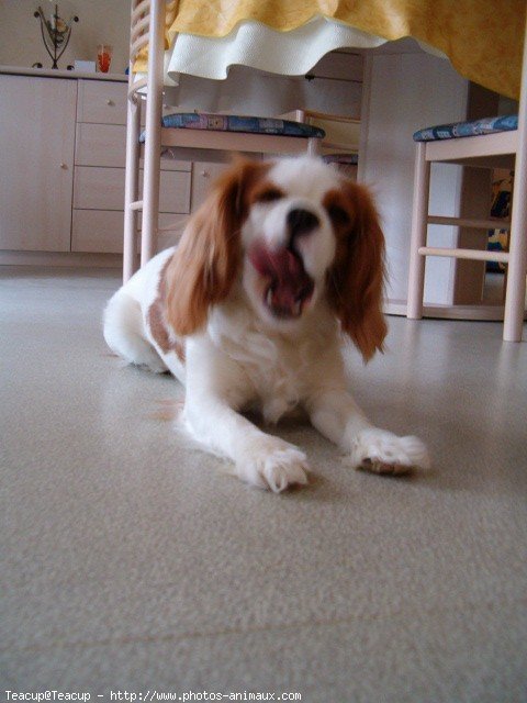 Photo de Cavalier king charles spaniel