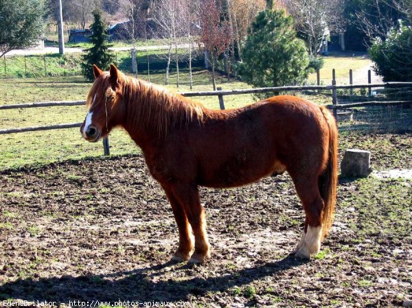 Photo de Poney franais de selle