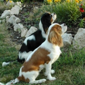 Photo de Cavalier king charles spaniel