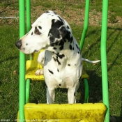 Photo de Dalmatien