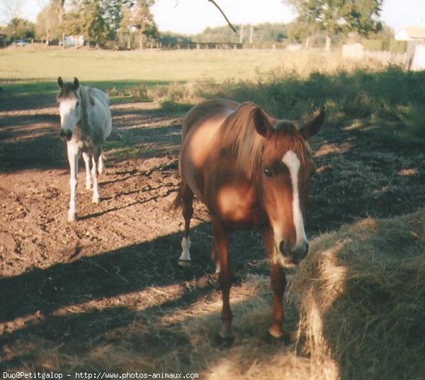 Photo de Races diffrentes