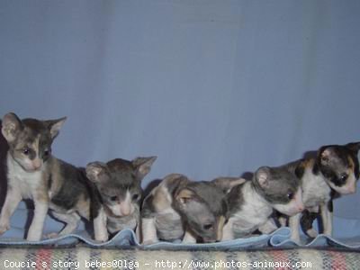 Photo de Cornish rex